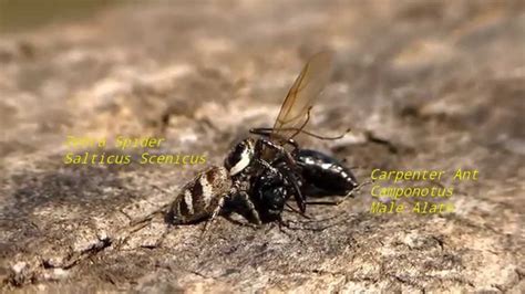 Zebra Spider Eating Carpenter Ant Youtube