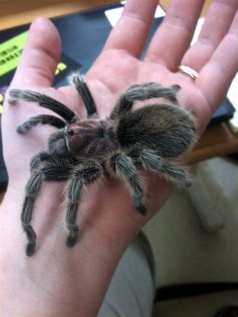 Tarantulas are legal to keep in most areas, though certain local laws might restrict them. The o'jays, Originals and Pets on Pinterest