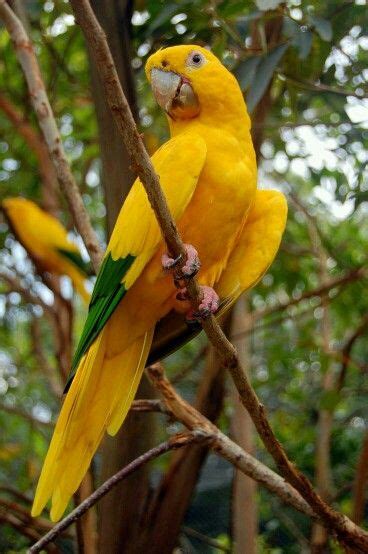 Loro Amarillo Aves G O Aves Exóticas Aves Y Fotos De Aves