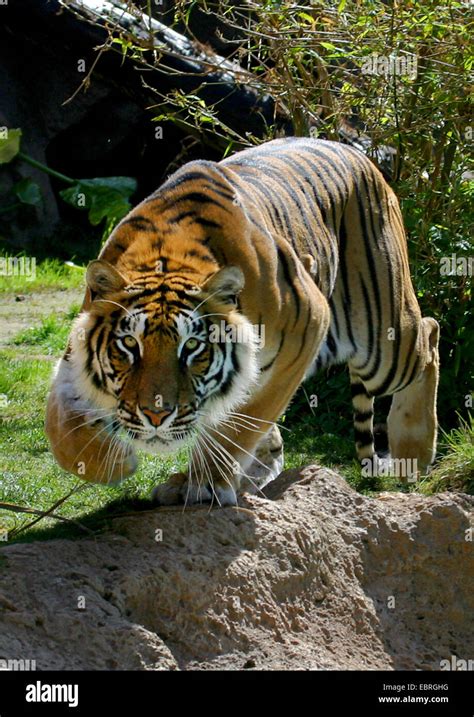 Bengal Tiger Panthera Tigris Tigris Stalking Tiger Stock Photo Alamy