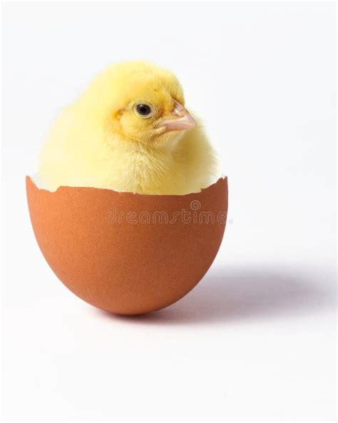 Chick In Egg Stock Image Image Of Spring Poultry Born 38609677