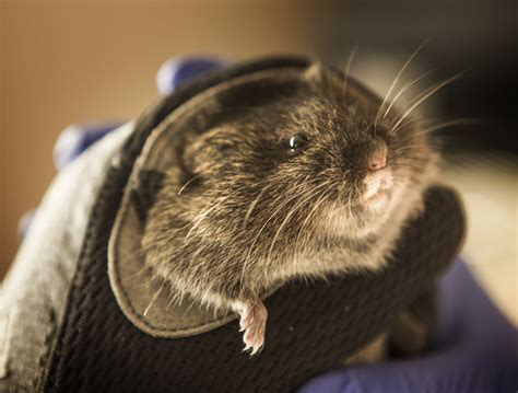 Endangered Amargosa Voles Return To Mojave Desert Las Vegas Review