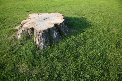 We did not find results for: Home Remedies to Kill a Tree Stump | Home Guides | SF Gate