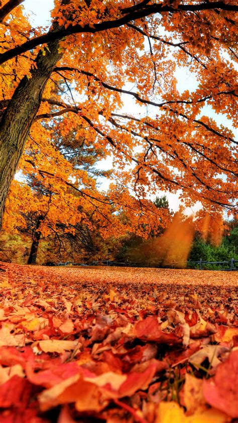 Maple Tree Wallpaper 4k Autumn Leaves Foliage