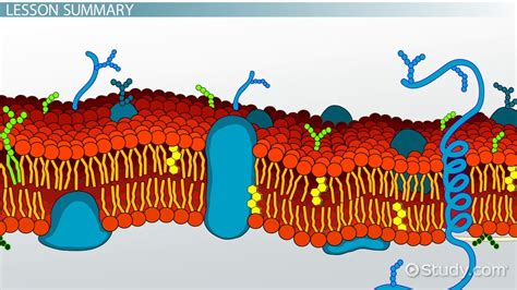 Cell Membrane Structure And Facts What Is The Function Of The Cell