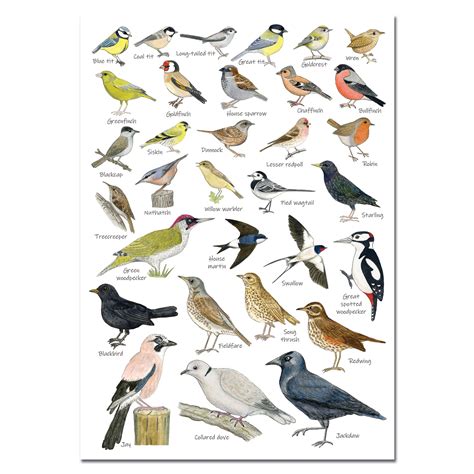 8 Pics Garden Birds Uk Poster And Review Alqu Blog