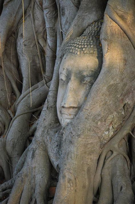 A Buddha Head In Wat Mahathat In Ayutthaya Thailand Stock Image
