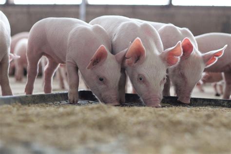 Science And Passion For Nutrition Drive Innovation In Pig Diets Iowa