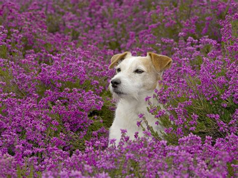 38 Springtime Animals And Flowers Wallpaper On Wallpapersafari