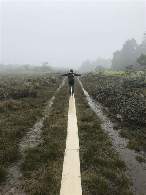 Hiked the Alakai Swamp Trail in Kauai Hawaii which crosses over the