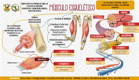Fisiología Medica Tarea 18 Músculo Esquelético