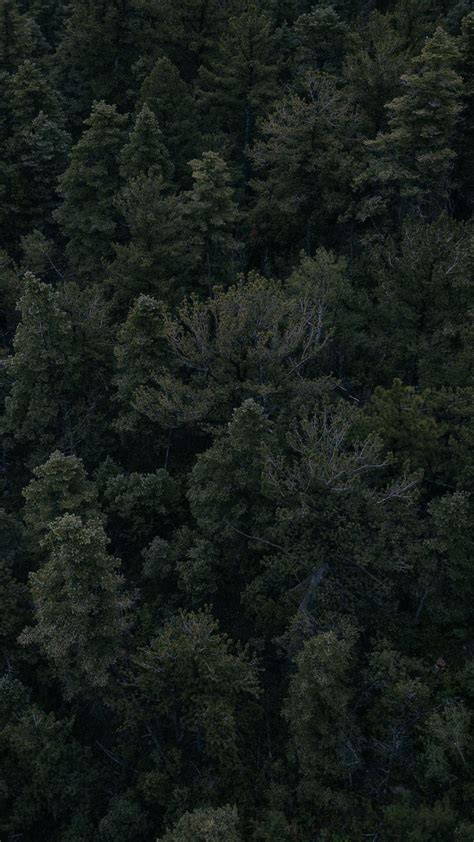 Download Wallpaper 938x1668 Forest Trees Dark Top View Iphone 876s