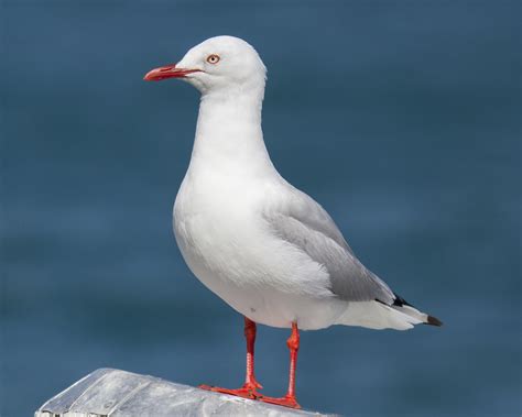 Red Billed Gull New Zealand Birds Online