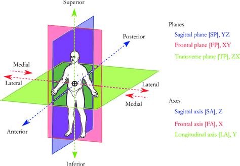 1 Anatomical Planes And Axes Download Scientific Diagram Erofound