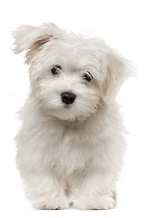 Teacup dog breeds are the smallest of the small. Teacup Maltese Price In India