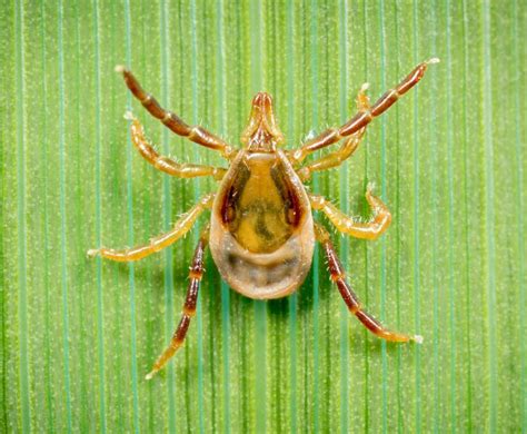 Paralysis Ticks May Be Adapting To Canberras Climate The Canberra