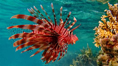 Lionfish Animals Coral Fish Wallpapers Hd Desktop And Mobile
