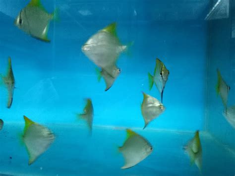 Joes Aquaworld For Exotic Fishes Mumbai India 9833898901 Aquarium