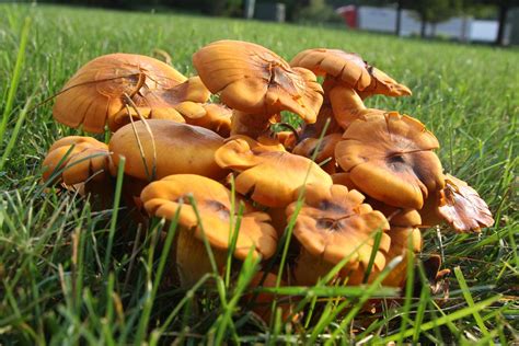 Michigan Exposures Some Mushrooms
