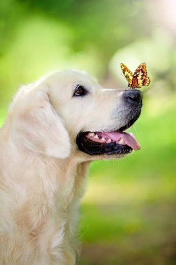 This Dog With A Butterfly On Its Nose Makes Me Think Of