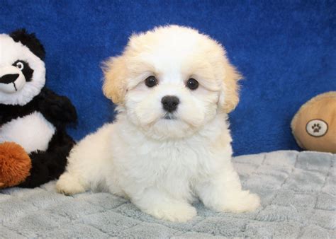 Teddy Bear Puppies For Sale Long Island Puppies