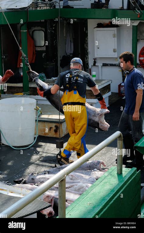 Un Loading Swordfish From The Hannah Boden Fishing Boat From The