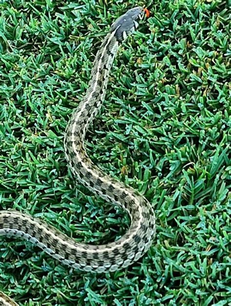 Checkered Garter Snake A Gentle Gorgeous Snake Thats Common In San