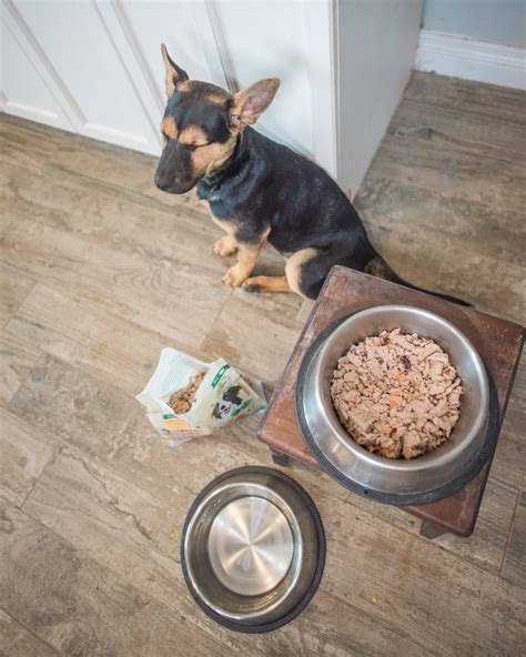Of secaucus, new jersey, is recalling a single lot of freshpet dog food due to potential contamination with salmonella bacteria. The Freshest Pet Food for our Family Dog - Someday I'll Learn