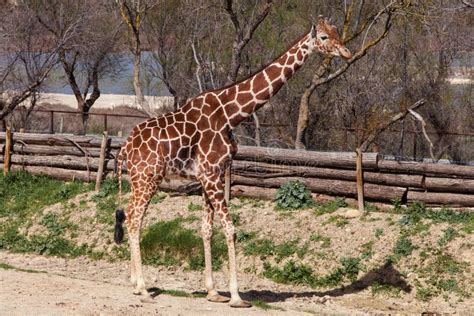 Somali Giraffe Stock Photo Image Of Ruminant Somali 65226248