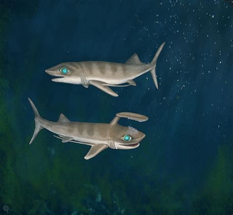 These Tiny Sharks Lived In The Early Carboniferous Period In Bear Gulch