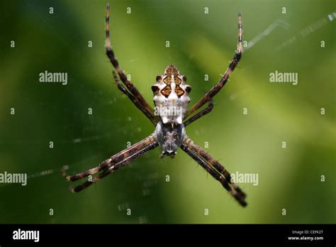 Silver Argiope Spider Argiope Argentata Stock Photo Alamy