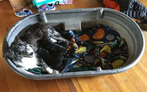 Welping Box, Dog Breeding Business, Dog Boarding Kennels, Puppy Heaven