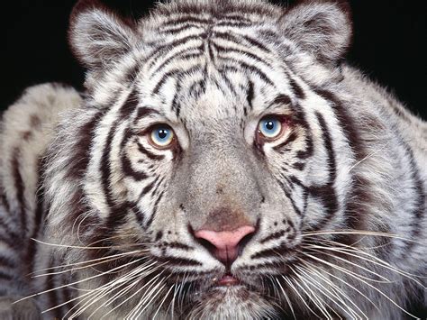 About Animals White Tiger