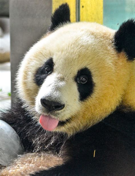 Giant Panda Cooling Off In The Summer Heat With An Ice Cube Chengdu