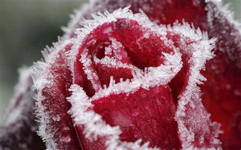 Preparing Your Roses For Winter Frozen Rose Winter Flowers Rose