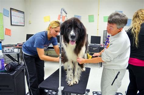Dogs for better lives' mission is to professionally train dogs to help people and enhance lives while maintaining a lifelong commitment to all dogs we rescue or breed and the people we serve. Reasons Why Starting a Dog Grooming Service Is a Good Idea ...