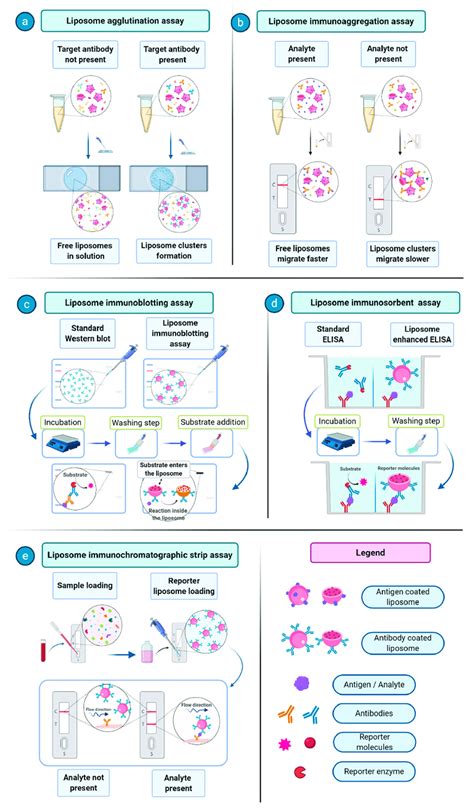 Examples Of Immunoliposome Involving Assays A Liposome Agglutination Download Scientific