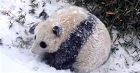 Bao Bao The Panda Discovers Snow