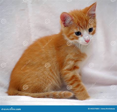 Cute Ginger Kitten With Blue Eyes Stock Photo Image Of Breed Eyes