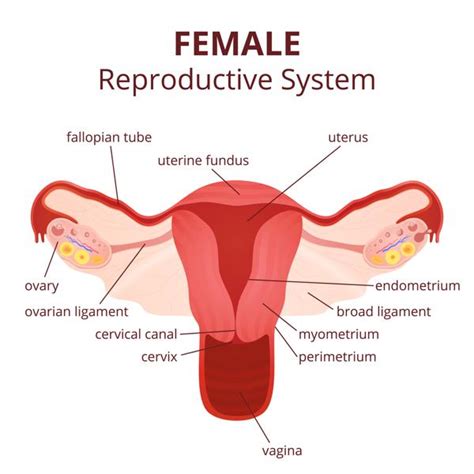 Most men say they prefer the look or feel of certain body parts of women, most of the. Labeled Diagram of the Female Reproductive System And Its Functioning