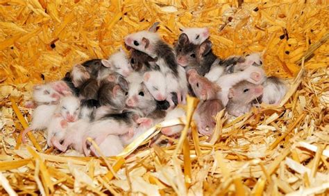 Best Mouse Bait Options 10 Most Successful Diy Rodent Control