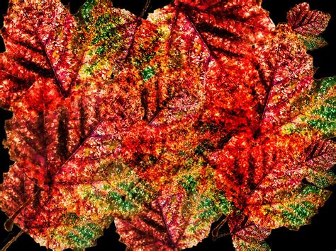 Abstract Leaf Art Mixed Media By Larry Ferreira Fine Art America