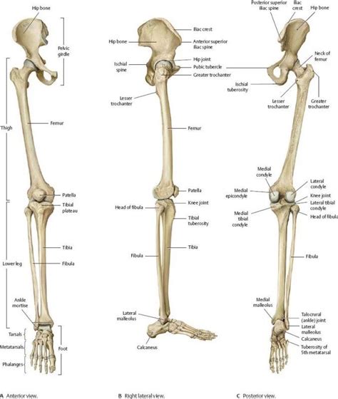 Lower Limb Bones Muscles Joints Nerves How To Relief Human Bones Anatomy Anatomy