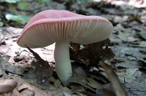 Photographing Mushrooms Stuffed Mushrooms Fungi Art Walk In The Woods