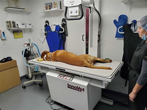 Use Of Portable Veterinary X Ray Machines Dicom Solutions
