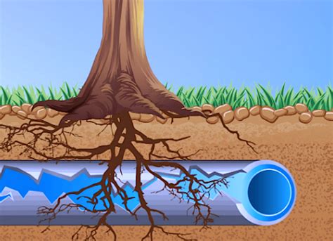Tree Root Killer And Sewer Pipe Clog Facts From Reliable Contractor