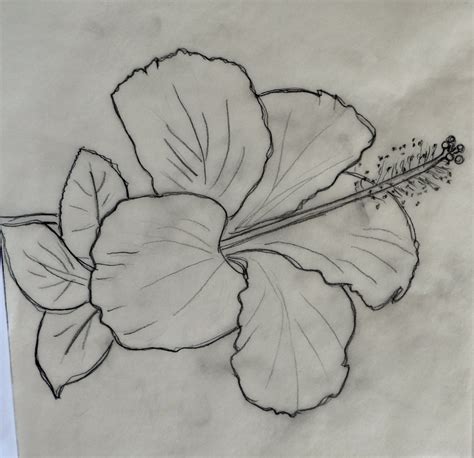 Hibiscus Flower Flowers Drawing Pictures Pencil Michelleagner1