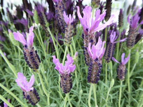 English Lavender Plants For Sale Lavender Plant