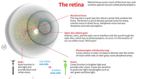 How The Human Eye Works Blend4web