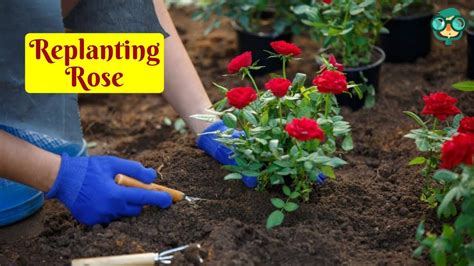 How To Replant A Rose How To Plant A Rose Cutting How To Transplant